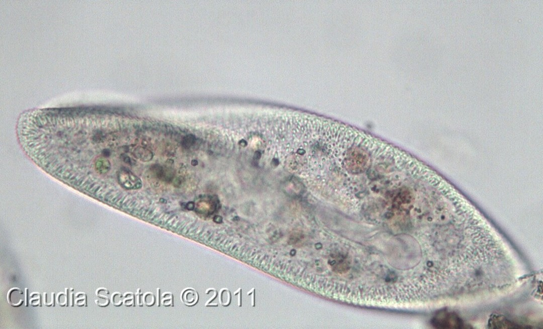 Paramecium sp